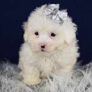 Ada Lhasapoo puppy for sale in WV
