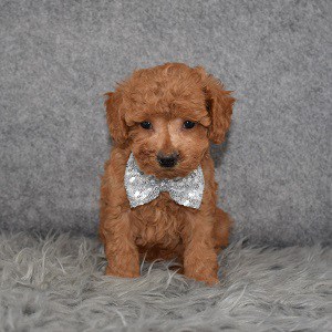 Poodle Puppy For Sale – Alec, Male – Deposit Only