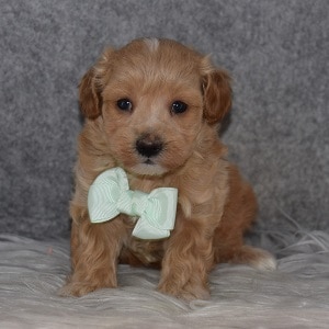 Maltipoo Puppy For Sale – Alfie, Male – Deposit Only