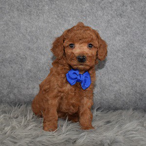 Poodle Puppy For Sale – Alfie, Male – Deposit Only