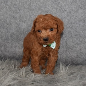 Poodle Puppy For Sale – Alix, Male – Deposit Only