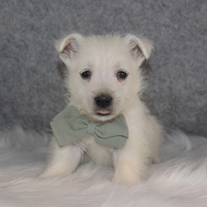 Westie Puppy For Sale – Alvin, Male – Deposit Only