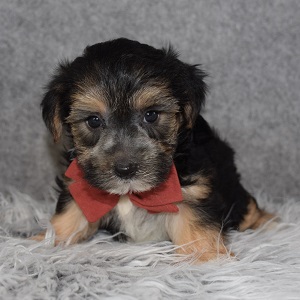 Morkie Puppy For Sale – Aster, Male – Deposit Only