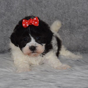 Shichon Puppy For Sale – Brinley, Female – Deposit Only