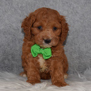 Cockapoo Puppy For Sale – Butterscotch, Male – Deposit Only