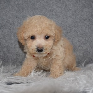 Bichonpoo Puppy For Sale – Caleb, Male – Deposit Only