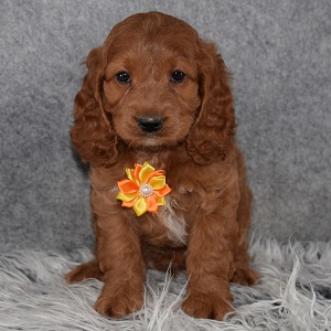 Cockapoo Puppy For Sale – Cameron, Male – Deposit Only