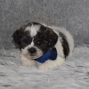 Shichon Puppy For Sale – Charles, Male – Deposit Only
