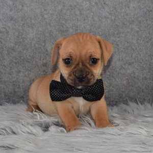 Jug Puppy For Sale – Chase, Male – Deposit Only