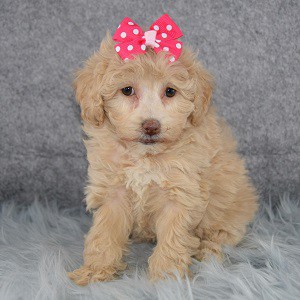 Chick Bichonpoo puppy for sale in NY