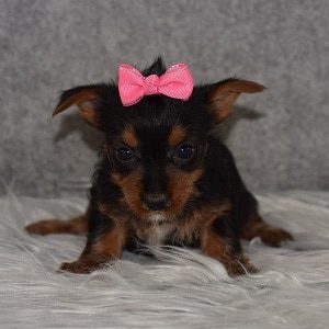 Yorkie Puppy For Sale – Cinder, Female – Deposit Only