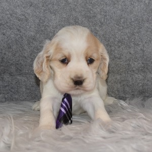 Cocker Puppy For Sale – Dex, Male – Deposit Only