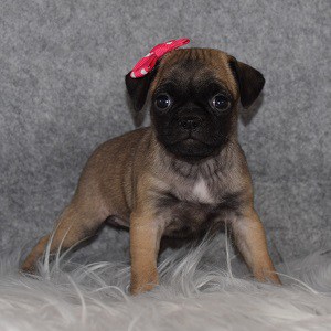 Jug Puppy For Sale – Diamond, Female – Deposit Only