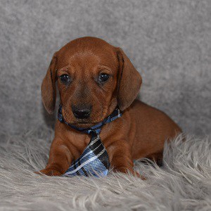 Dachshund Puppy For Sale – Frank, Male – Deposit Only
