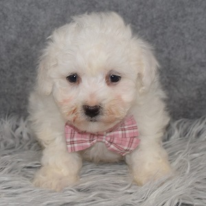 Bichon Puppy For Sale – Gabe, Male – Deposit Only