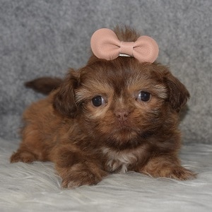 Shih Tzu Puppy For Sale – Gemma, Female – Deposit Only