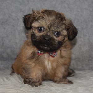 Shih Tzu Puppy For Sale – Gio, Male – Deposit Only