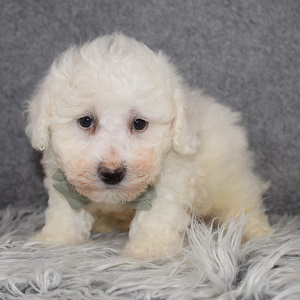 Bichon Puppy For Sale – Gus, Male – Deposit Only