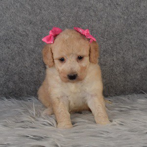 Bichonpoo Puppy For Sale – Hallie, Female – Deposit Only