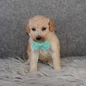 Bichonpoo Puppy For Sale – Howie, Male – Deposit Only
