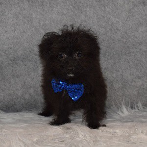 Pomapoo Puppy For Sale – Jack, Male – Deposit Only