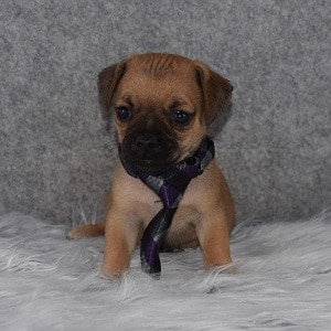 Jug Puppy For Sale – Jagger, Male – Deposit Only