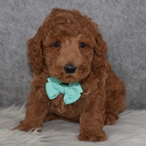 Poodle Puppy For Sale – James, Male – Deposit Only