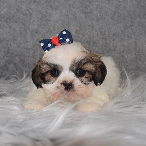 Shih Tzu Puppy For Sale – Jenni, Female – Deposit Only