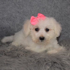Bichon Puppy For Sale – Jenny, Female – Deposit Only