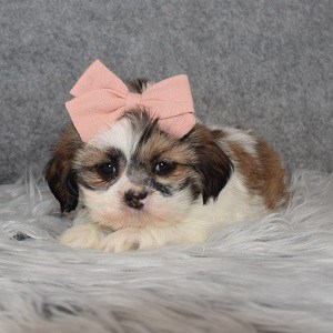 Shih Tzu Puppy For Sale – Jessi, Female – Deposit Only