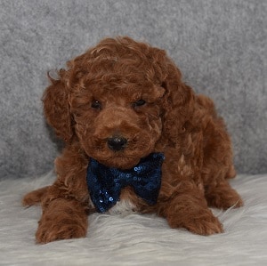 Poodle Puppy For Sale – John, Male – Deposit Only