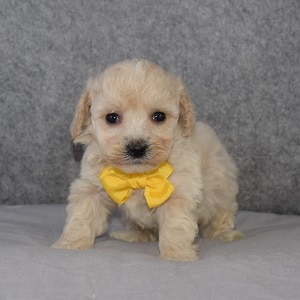 Bichonpoo Puppy For Sale – Kai, Male – Deposit Only