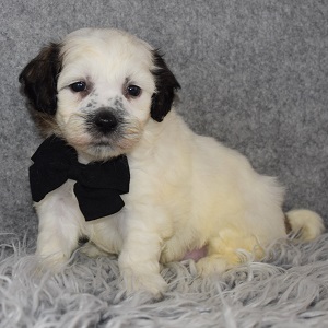 Shichon Puppy For Sale – Kaipo, Male – Deposit Only