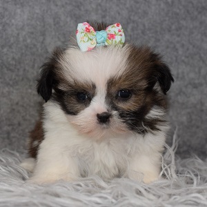 Shih Tzu Puppy For Sale – Keiko, Female – Deposit Only