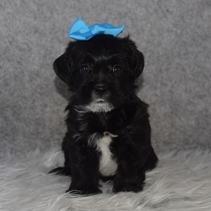 Morkie Puppy For Sale – Kismet, Female – Deposit Only