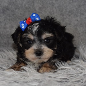 Morkie Puppy For Sale – Lake, Female – Deposit Only
