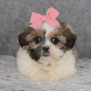 Shih Tzu Puppy For Sale – Lauryn, Female – Deposit Only
