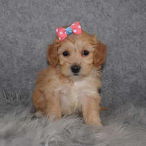 Maltipoo Puppy For Sale – Magenta, Female – Deposit Only