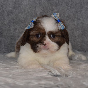 Shih Tzu Puppy For Sale – Makayla, Female – Deposit Only
