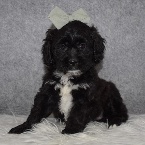 Teddypoo Puppy For Sale – Mal, Female – Deposit Only
