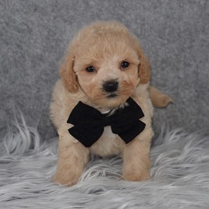 Bichonpoo Puppy For Sale – Mason, Male – Deposit Only