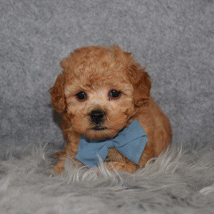 Moe Poodle puppy for sale in PA