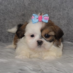 Shih Tzu Puppy For Sale – Moira, Female – Deposit Only