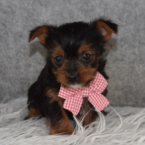 Yorkie Puppy For Sale – Moon, Male – Deposit Only