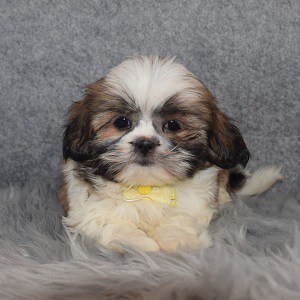 Shih Tzu Puppy For Sale – Mowgli, Male – Deposit Only