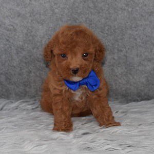 Poodle Puppy For Sale – Neo, Male – Deposit Only
