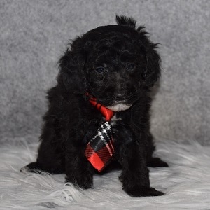 Poodle Puppy For Sale – Optimus, Male – Deposit Only