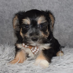 Morkie Puppy For Sale – Orchid, Male – Deposit Only