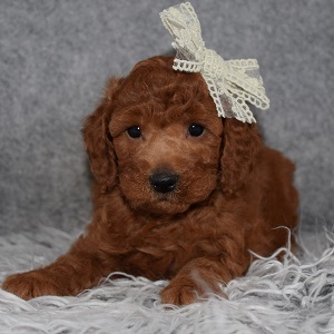 Poodle Puppy For Sale – Picabo, Female – Deposit Only