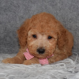 Poodle Puppy For Sale – Poncho, Male – Deposit Only